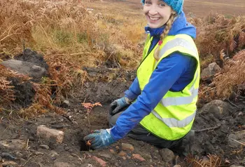 A woman plants trees