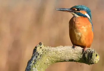 Kingfisher at the Montrose Basin Visitor Centre, Scotland