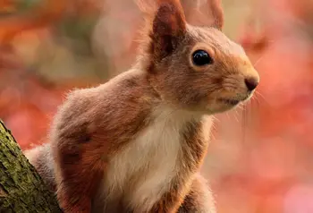 A close up of a red squirrel on a tree branch