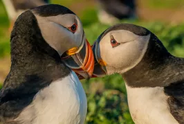 Close up of two puffins