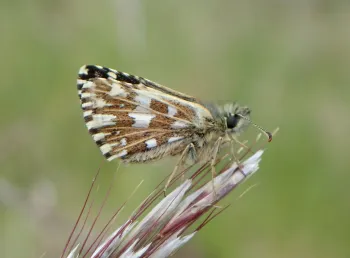 A close-up of a butterfly with brown, white and black patterned wings