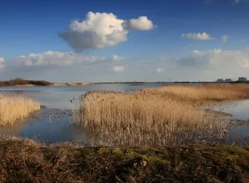 Marshland with blue sky above