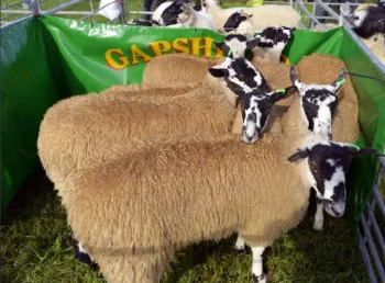 A group of sheep in a pen at a show