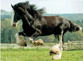 A heavy horse
