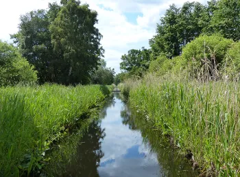 Long green grass and rushes surrounding water at Woodwalton Fen