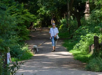 A person walking their dog on a path surrounded by greenery