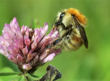 The Brown banded carder bee, Bombus humilis