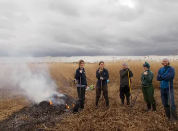 Volunteers in the reedbed at Blacktoft Sands