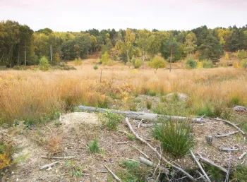 Hazeley Heath