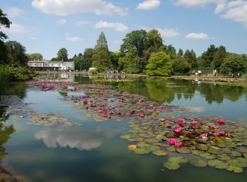 Lily pond at Burnby Hall Gardens