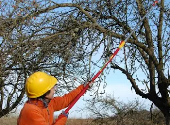 The hundredth urban orchard will be planted this winter