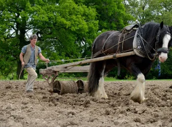 Shire horse at Acton Scott Historic Working Farm