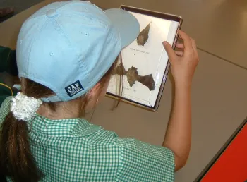 A child reading a book about bats