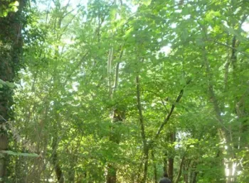 Woodland scene at Bretton Woods