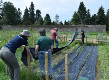 Volunteers in the fruit tree nursery at the Scone Palace walled garden