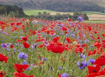 Bumblebee Conservation