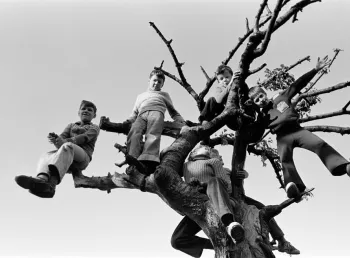 A black and white photo of children sitting in the branches of a tree