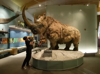 Woolly rhinoceros on display at Weston Park Museum