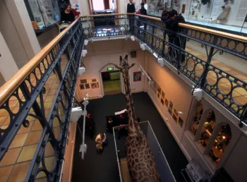 Inside view of the Royal Albert Memorial Museum, Exeter