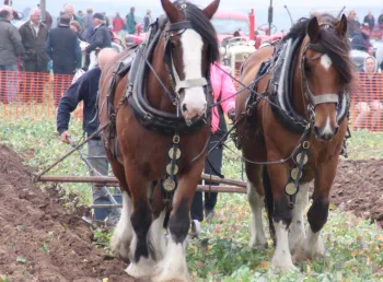 Traditional ploughing at Epworth in the Humberhead Levels Landscape Partnership