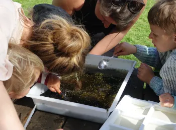 Young people pond dipping looking for amphibians