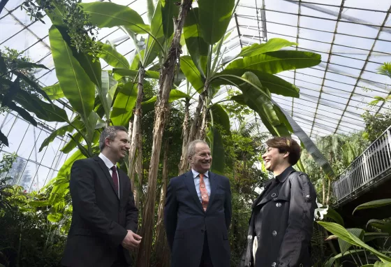 Three people standing underneath a big palm tree in a conservatory