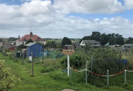 Community growing area with sheds, signpost, path and planting areas