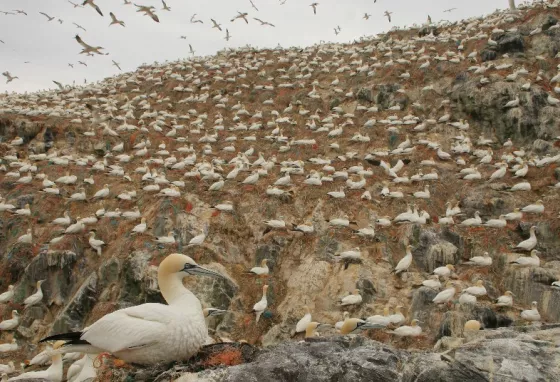 A colony of gannets with one sitting on a rock in the foreground