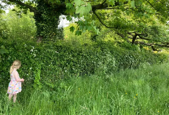 Creating bigger, healthier and better-connected hedgerows Child looking at hedgerow