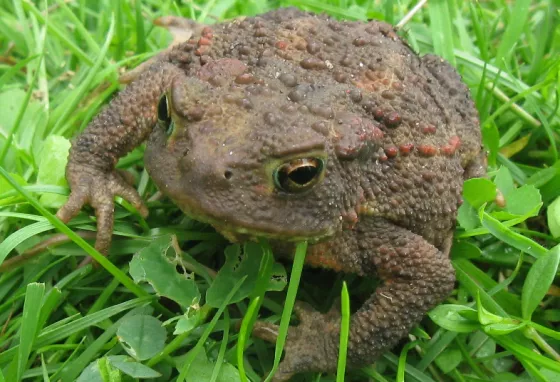 Toad on grass