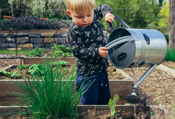 A young child watering a garden