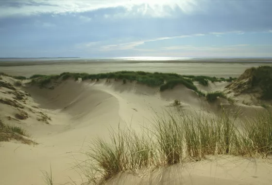 Let’s get sand dunes moving and thriving