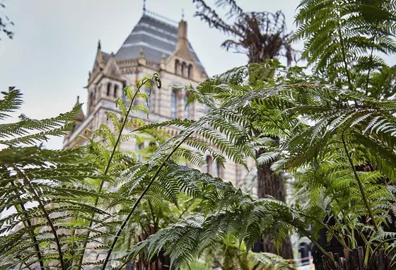 Leafy ferns in front of the brick exterior of the Natural History Museum.