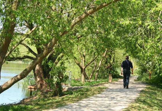 A person walks on a path under trees and next to a lake in summer