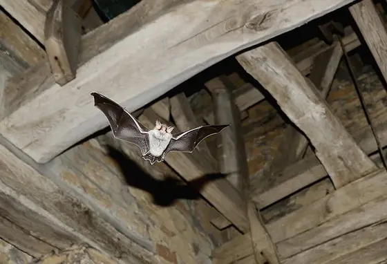A flying bat in the roof space of a church