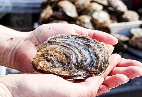 A person holds an oyster in their hands.