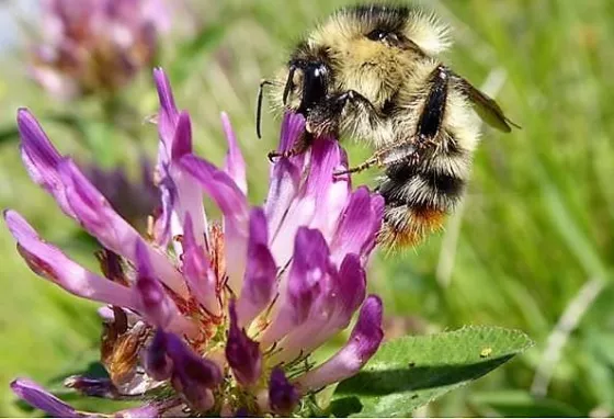 Bees, blossom and biodiversity: supporting wildlife in your garden