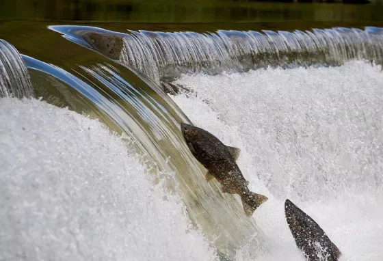 Jumping for joy up the River Don Salmon swimming up a weir