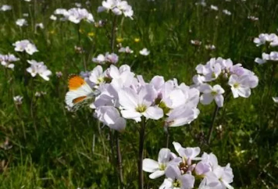 Orange tip butterfly on Ladys smock Orange tip butterfly on Ladys smock