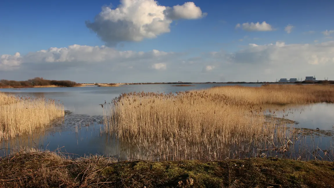 Marshland with blue sky above