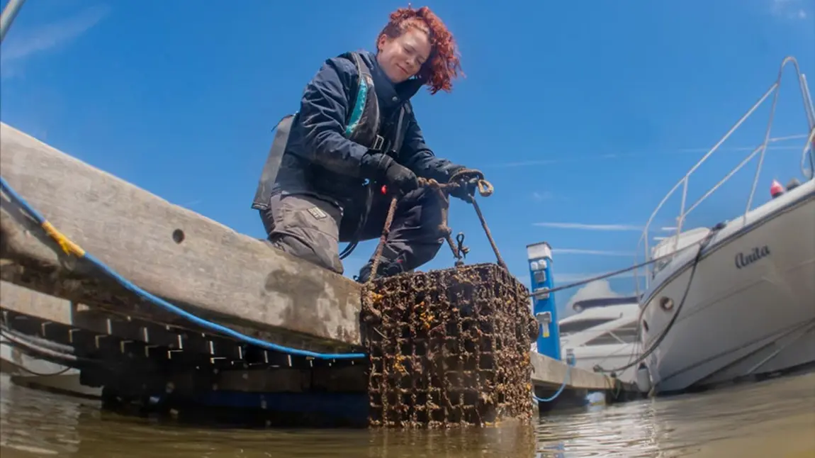Installing oyster nurseries