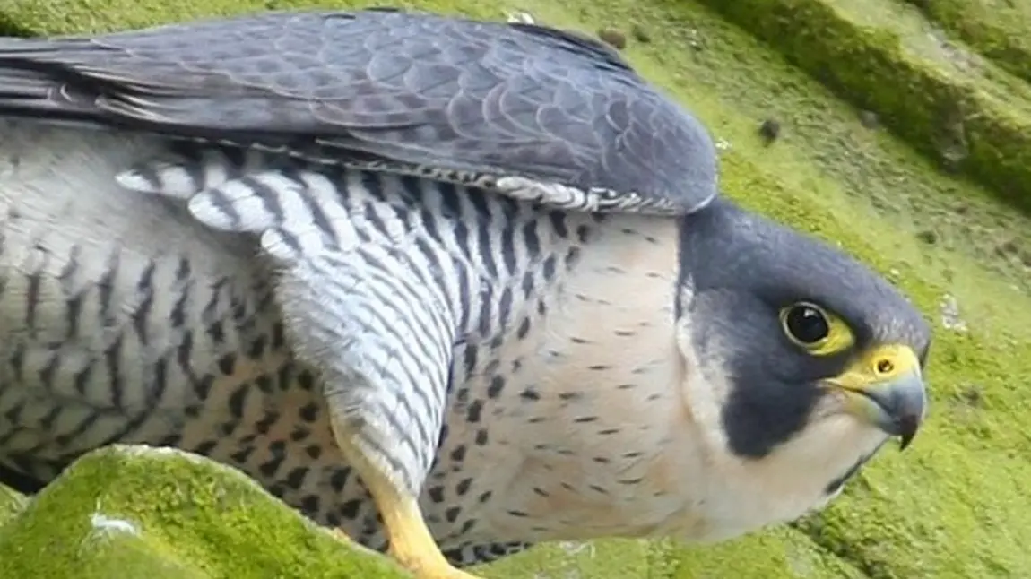 Peregrine Falcon on Derby Cathedral