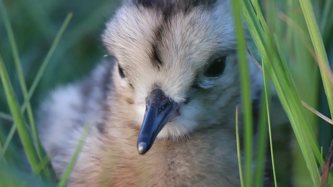 An Egilsay Curlew chick