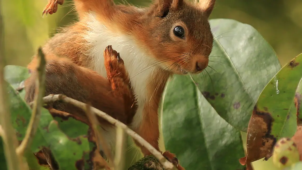 A red squirrel in Scotland