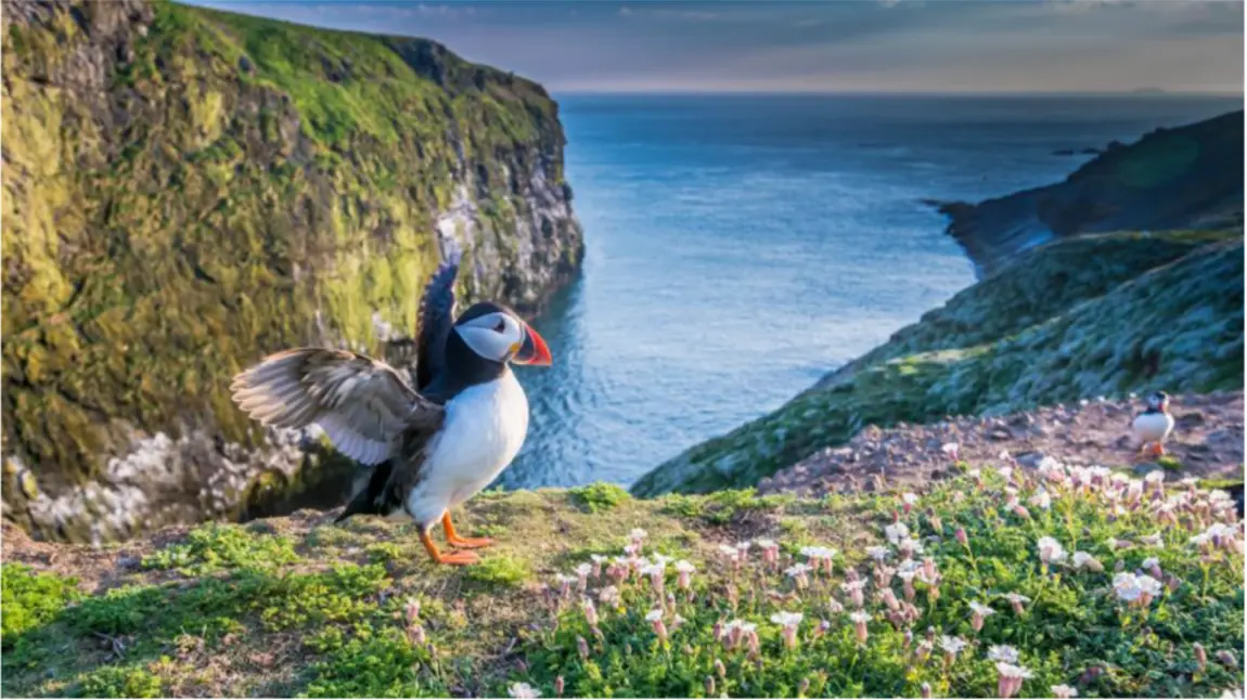 Pwffin yn lledaenu ei adenydd gydag ynysoedd Sgomer a Skokholm sy'n edrych dros y môr yn y cefndir