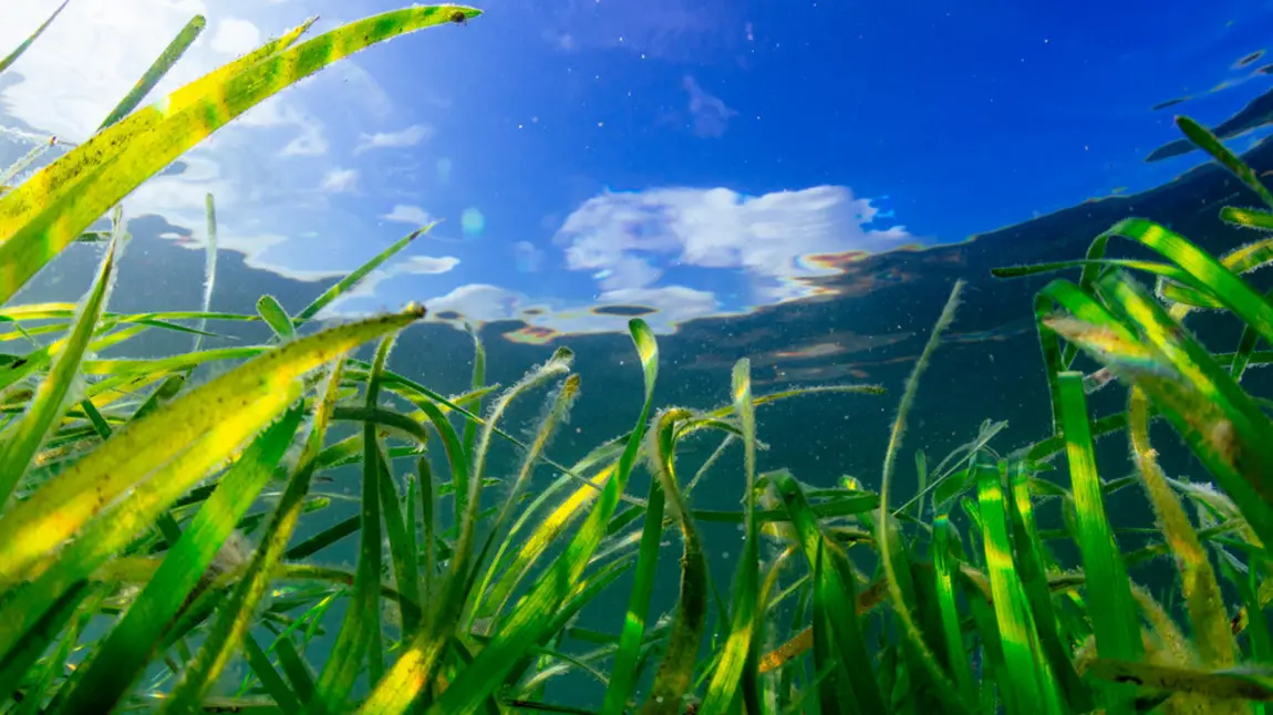Seagrass on the seabed with sunlight