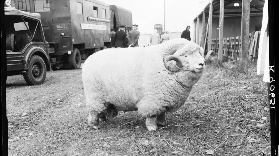 'Absolute Unit' sheep