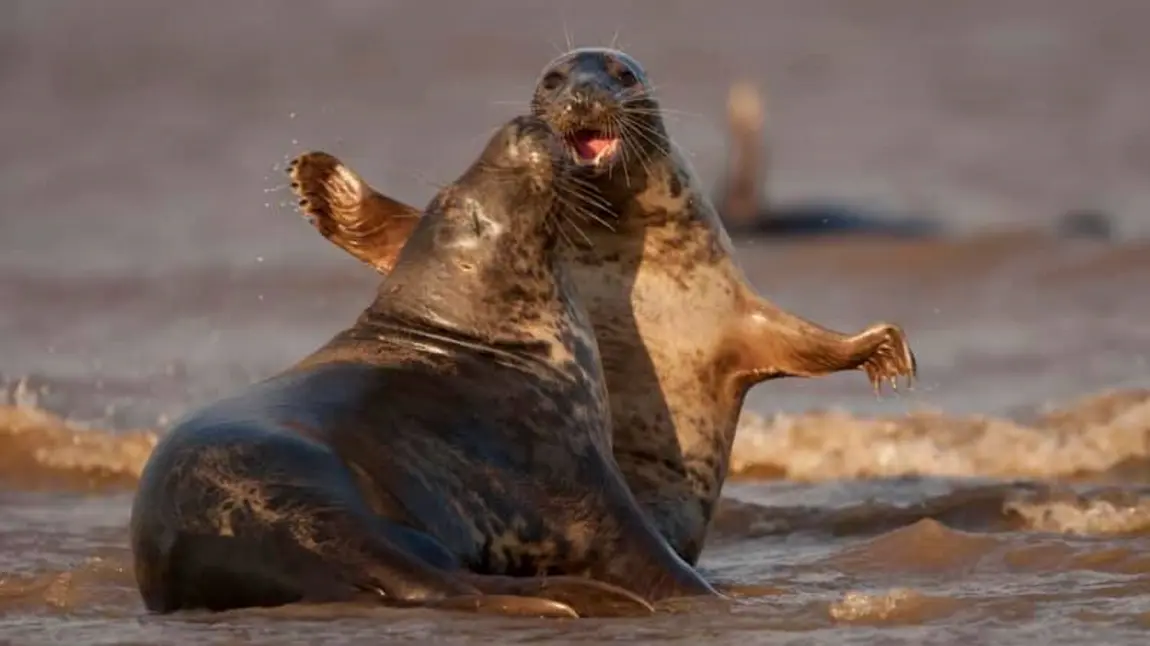 Atlantic Grey Seals