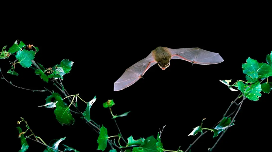 Bat flying in darkness amongst folliage