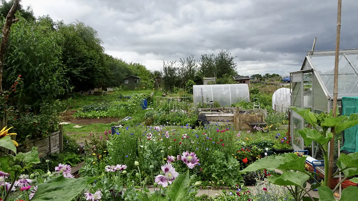 An allotment with plants and greenhouse